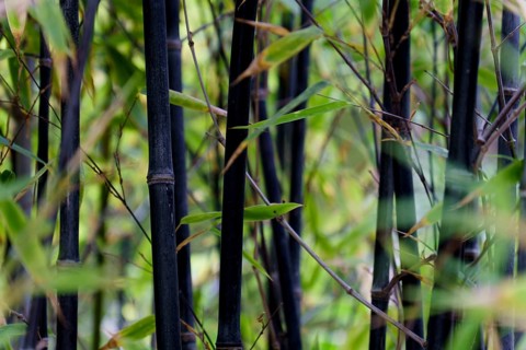 Close-up of black bamboo stalks growing in a dense forest, showcasing the unique color and texture