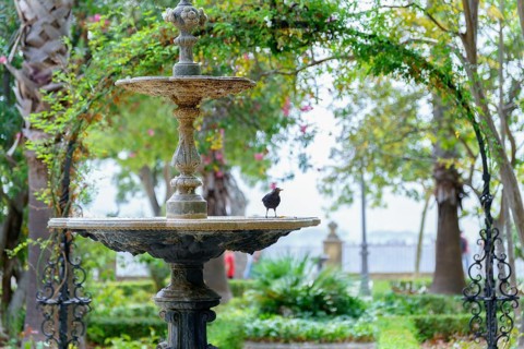 Small bird enjoying a moment of rest on the edge of a stone fountain in a serene garden setting in