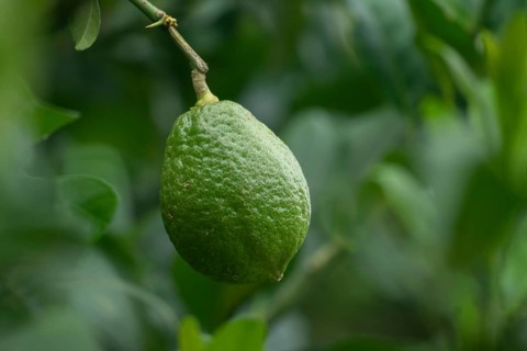 A single green lemon hanging from a branch surrounded by leaves, Gazipur, bangladesh