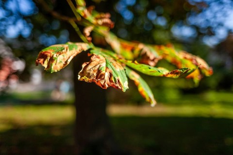 Autumn colouring, leaf from a chestnut tree, Trofaiach, Styria, Austria