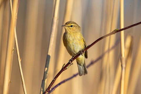 Chiffchaff (Phylloscopus collybita) Germany