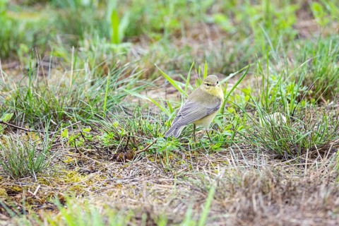 Chiffchaff (Phylloscopus collybita) Germany