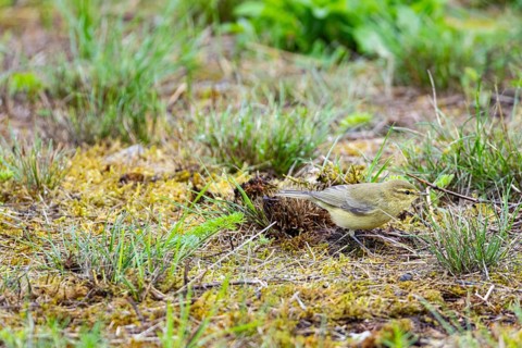 Chiffchaff (Phylloscopus collybita) Germany