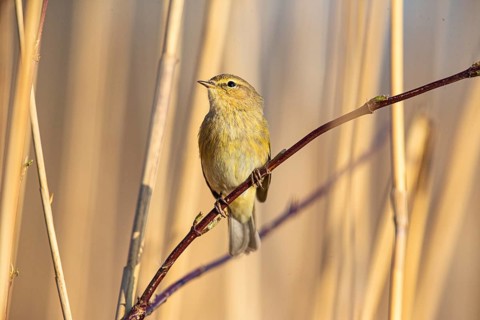 Chiffchaff (Phylloscopus collybita) Germany