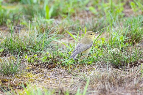 Chiffchaff (Phylloscopus collybita) Germany