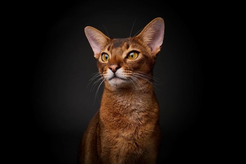 Abyssinian cat (Felis catus), in studio with black background, animal portrait, Austria
