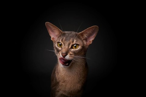 Abyssinian cat (Felis catus), licking its mouth, showing its tongue, in studio with black