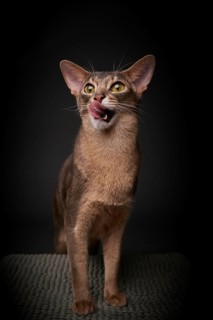 Abyssinian cat (Felis catus), licking its mouth, showing its tongue, in studio with black