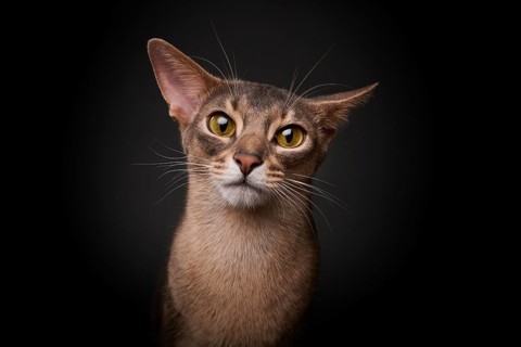 Abyssinian cat (Felis catus), looks funny, in studio with black background, animal portrait,