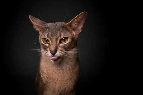 Abyssinian cat (Felis catus), showing the tongue, in studio with black background, animal portrait,