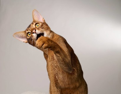 Abyssinian cat (Felis catus), raises paw, in studio with white background, animal portrait, Austria