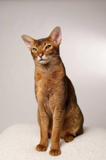 Abyssinian cat (Felis catus), sitting, in studio with white background, animal portrait, Austria