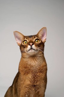 Abyssinian cat (Felis catus), in studio with white background, animal portrait, Austria