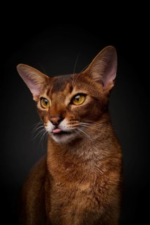 Abyssinian cat (Felis catus), showing the tongue, in studio with black background, animal portrait,