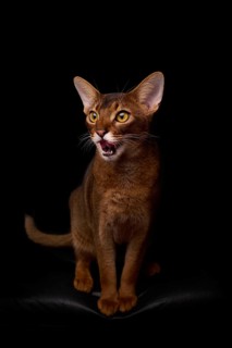 Abyssinian cat (Felis catus), licking its mouth, showing its tongue, in studio with black