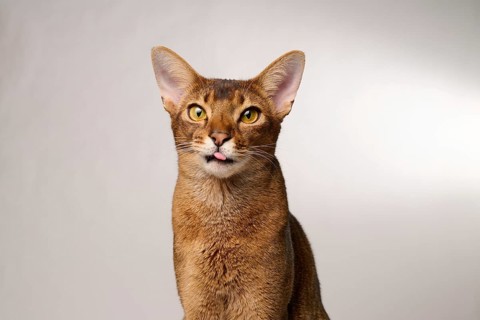 Abyssinian cat (Felis catus), showing the tongue, in studio with white background, animal portrait,