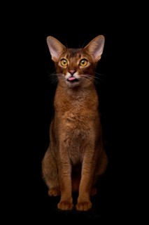 Abyssinian cat (Felis catus), sitting, showing the tongue, in studio with black background, animal