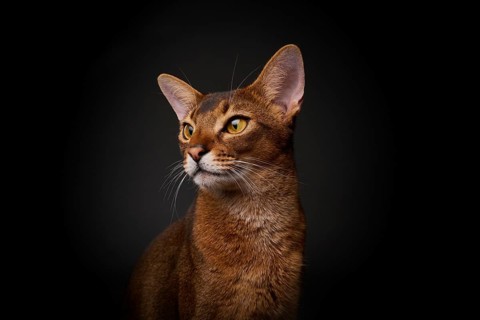Abyssinian cat (Felis catus), in studio with black background, animal portrait, Austria