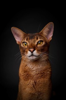 Abyssinian cat (Felis catus), in studio with black background, animal portrait, Austria