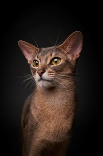 Abyssinian cat (Felis catus), in studio with black background, animal portrait, Austria