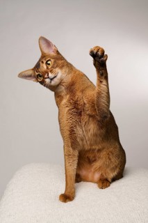 Abyssinian cat (Felis catus), raises paw, in studio with white background, animal portrait, Austria