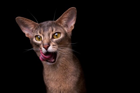 Abyssinian cat (Felis catus), licking its mouth, showing its tongue, in studio with black