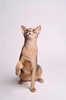 Abyssinian cat (Felis catus), raises paw, in studio with white background, animal portrait, Austria