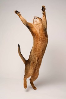 Abyssinian cat (Felis catus), stretching, jumping, in studio with white background, animal