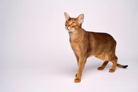 Abyssinian cat (Felis catus), in studio with white background, animal portrait, Austria