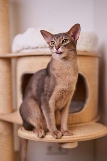 Abyssinian cat (Felis catus), sitting on the scratching post, showing the tongue, animal portrait,