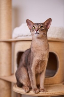 Abyssinian cat (Felis catus), sitting on the scratching post, animal portrait, Austria