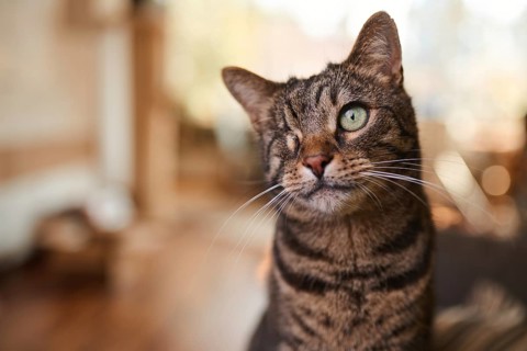 Tabby cat (Felis silvestris catus), blind in one eye, in the living room, animal portrait, Austria