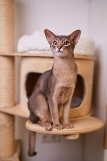 Abyssinian cat (Felis catus), sitting on the scratching post, animal portrait, Austria