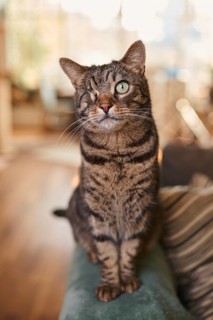 Tabby cat (Felis silvestris catus), blind in one eye, in the living room, animal portrait, Austria