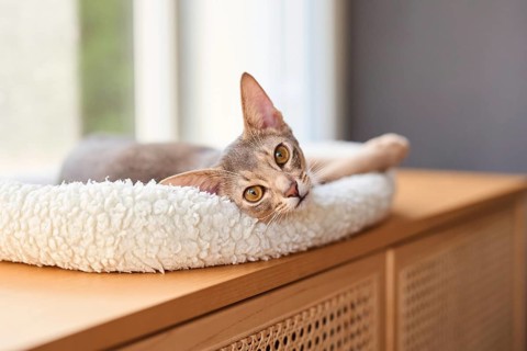 Abyssinian cat (Felis catus), lying in a cuddly bed, animal portrait, Austria