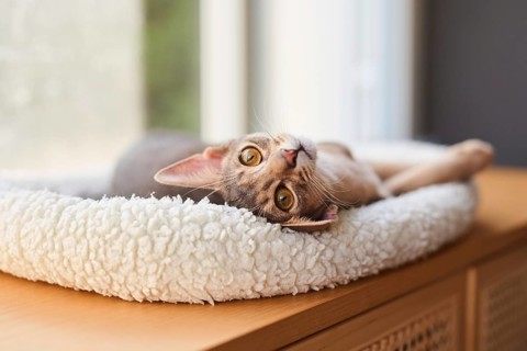 Abyssinian cat (Felis catus), lying in a cuddly bed, animal portrait, Austria