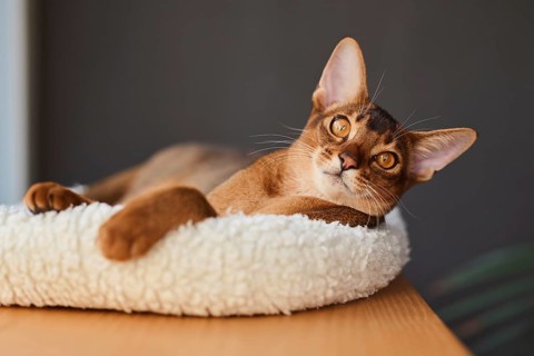 Abyssinian cat (Felis catus), lying in a cuddly bed, animal portrait, Austria