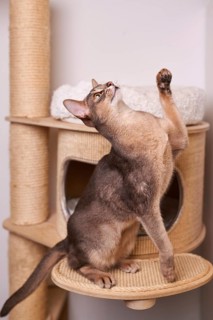 Abyssinian cat (Felis catus), raises its paw, on the scratching post, animal portrait, Austria