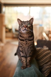 Tabby cat (Felis silvestris catus), blind in one eye, in the living room, animal portrait, Austria
