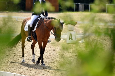 Horse and rider on the warm-up arena in preparation for a dressage test at an equestrian event,