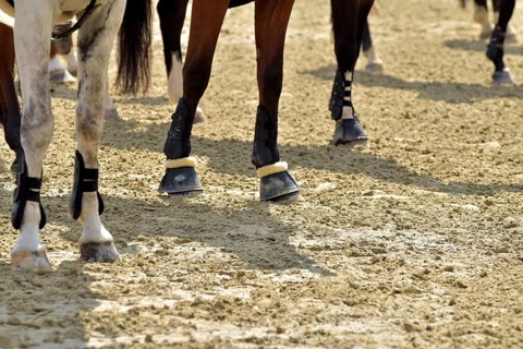 Close-up of horse legs with protective materials at an equestrian event, Rhineland-Palatinate,