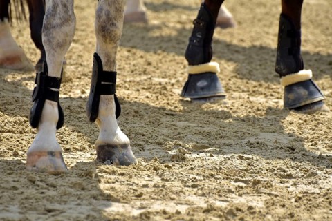 Close-up of horse legs with protective materials at an equestrian event, Rhineland-Palatinate,