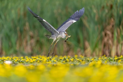 Grey heron (Ardea cinerea) flying, with fish (catfish), Race, Slovenia