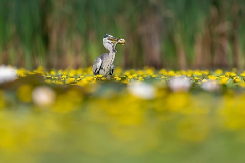 Grey heron (Ardea cinerea) in the water, with fish (catfish), Race, Slovenia