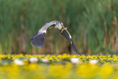 Grey heron (Ardea cinerea) flying, with fish (catfish), Race, Slovenia
