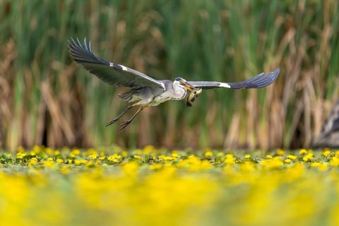 Grey heron (Ardea cinerea) flying, with fish (catfish), Race, Slovenia