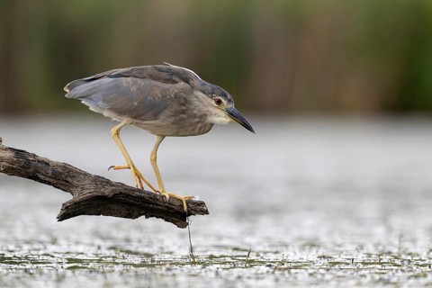 Night heron (Nycticorax nycticorax) lurking on a branch, Race, Slovenia