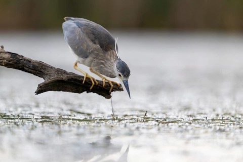 Night heron (Nycticorax nycticorax) lurking on a branch, Race, Slovenia