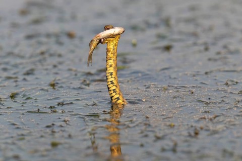 Dice snake (Natrix tessellata) Snake with fish in its mouth, swimming, Danube Delta, Romania