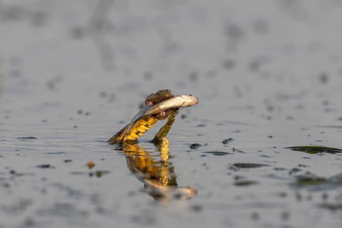Dice snake (Natrix tessellata) Snake with fish in its mouth, swimming, Danube Delta, Romania
